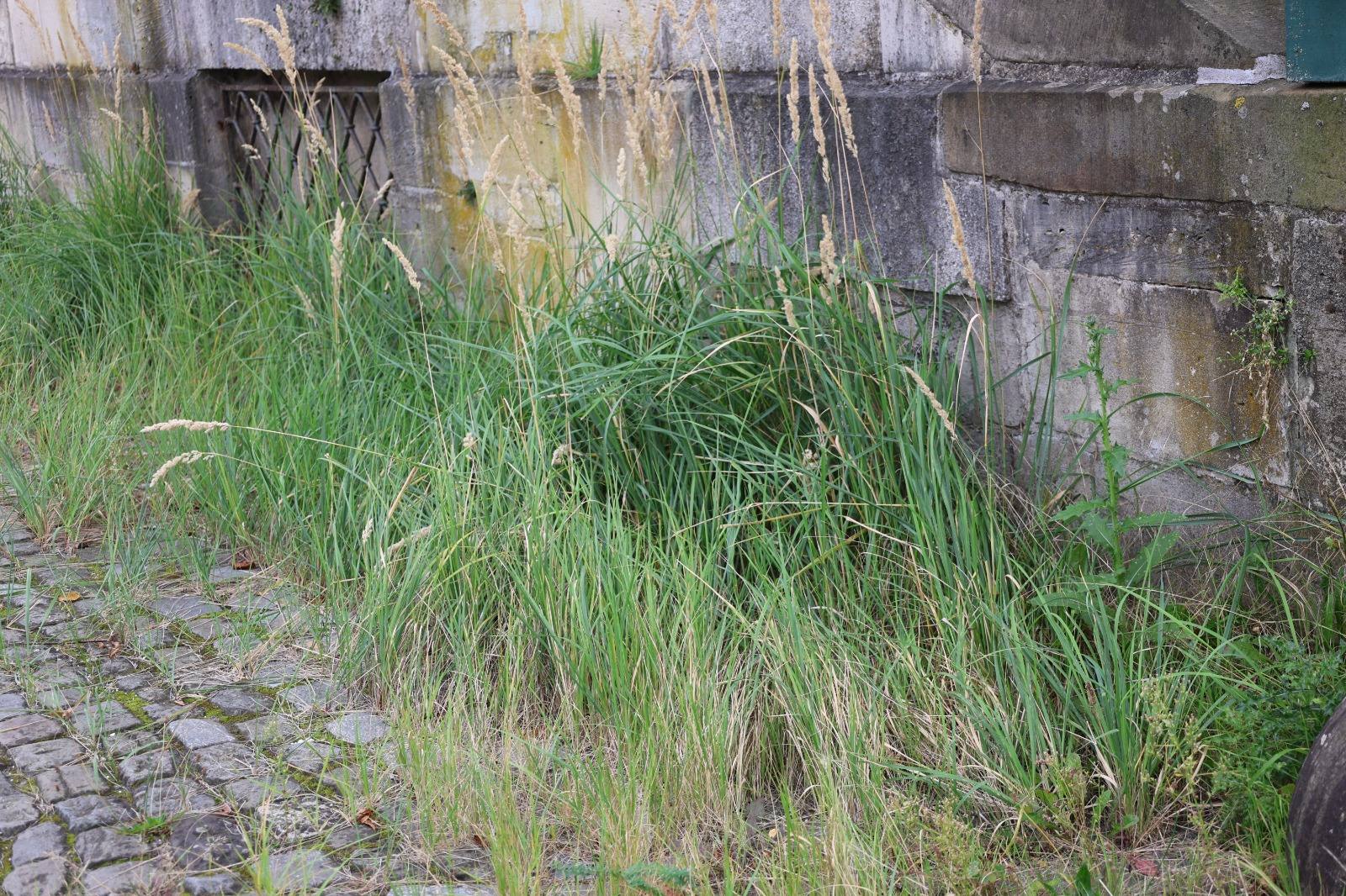 Weeds – Fondation Tschuess