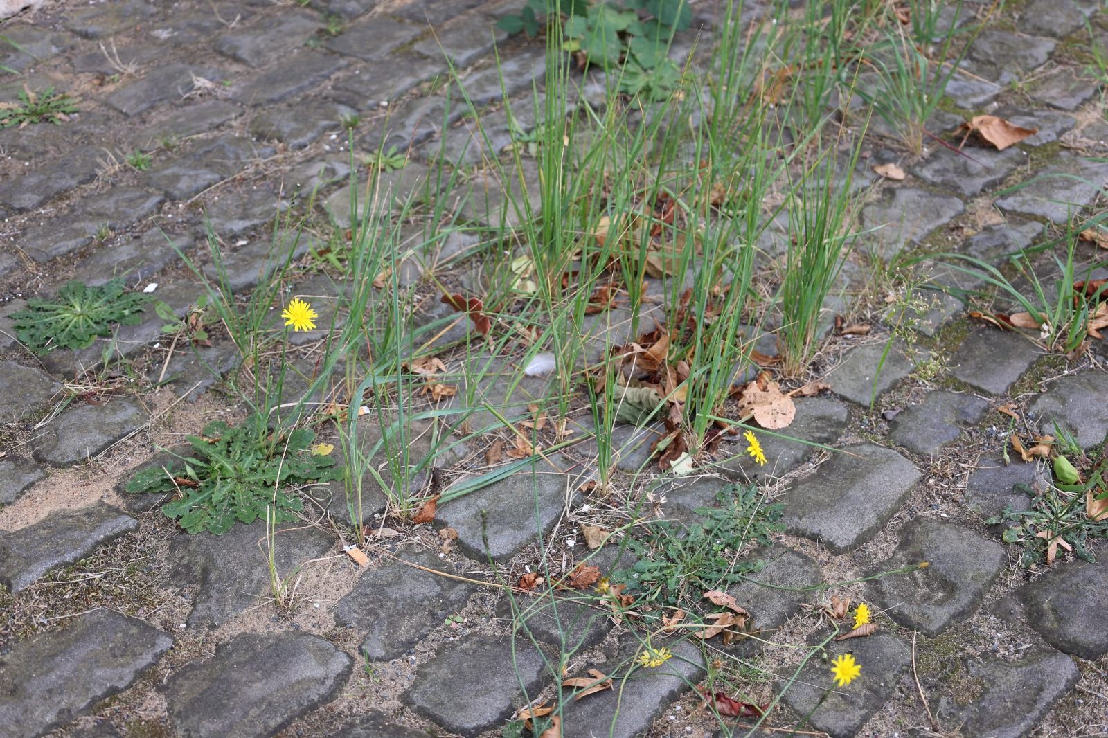 Weeds – Fondation Tschuess