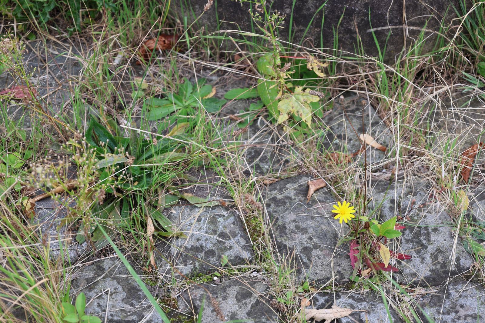 Weeds – Fondation Tschuess