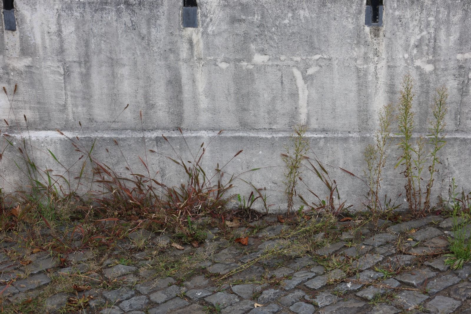 Weeds – Fondation Tschuess