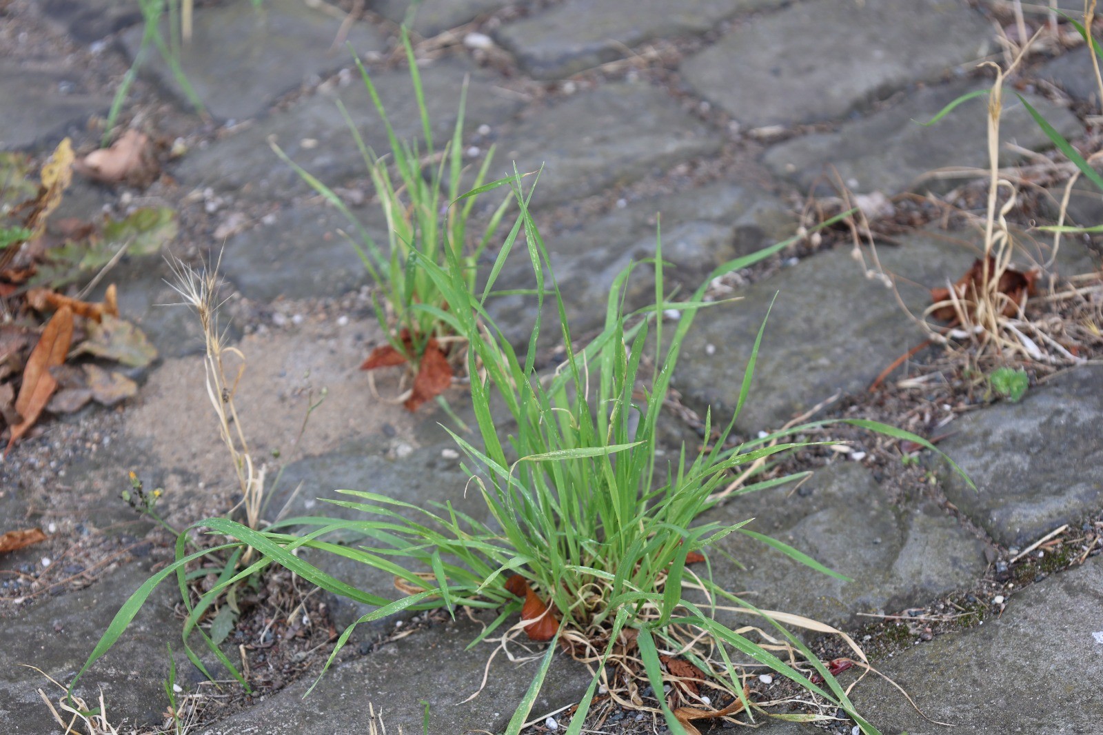 Weeds – Fondation Tschuess