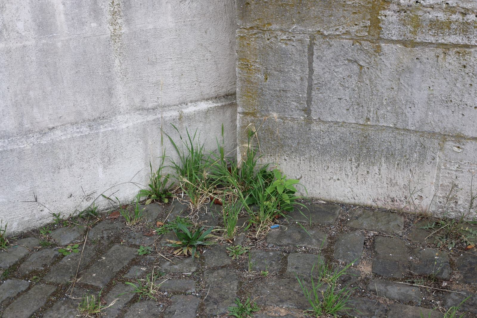 Weeds – Fondation Tschuess