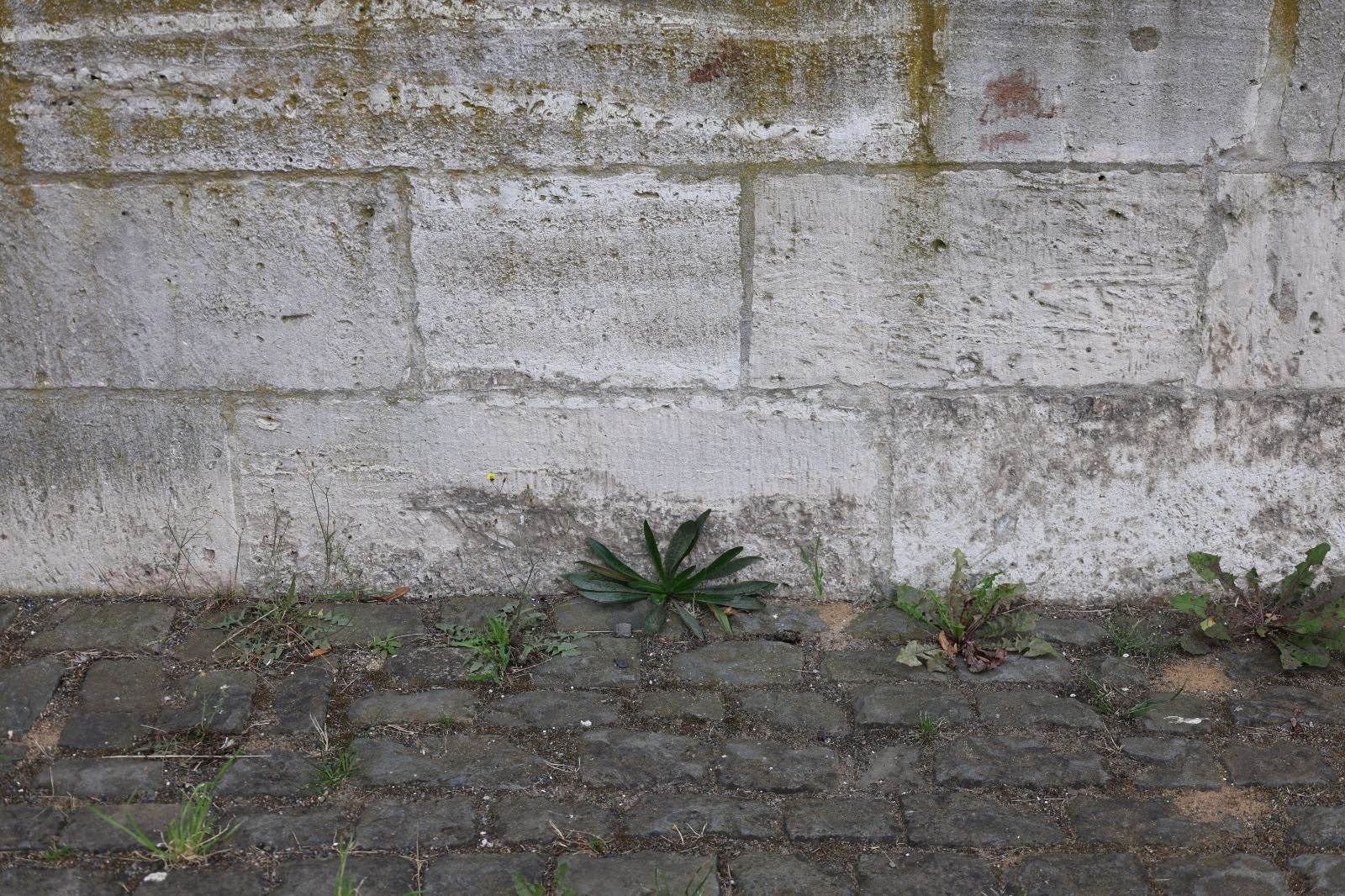 Weeds – Fondation Tschuess